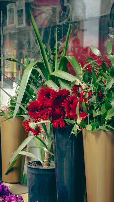 A tall, vibrant flower arrangement featuring deep red chrysanthemums or gerbera daisies, presented in a sleek dark blue vase. Surrounding the bouquet are lush green foliage and long, slender leaves, c