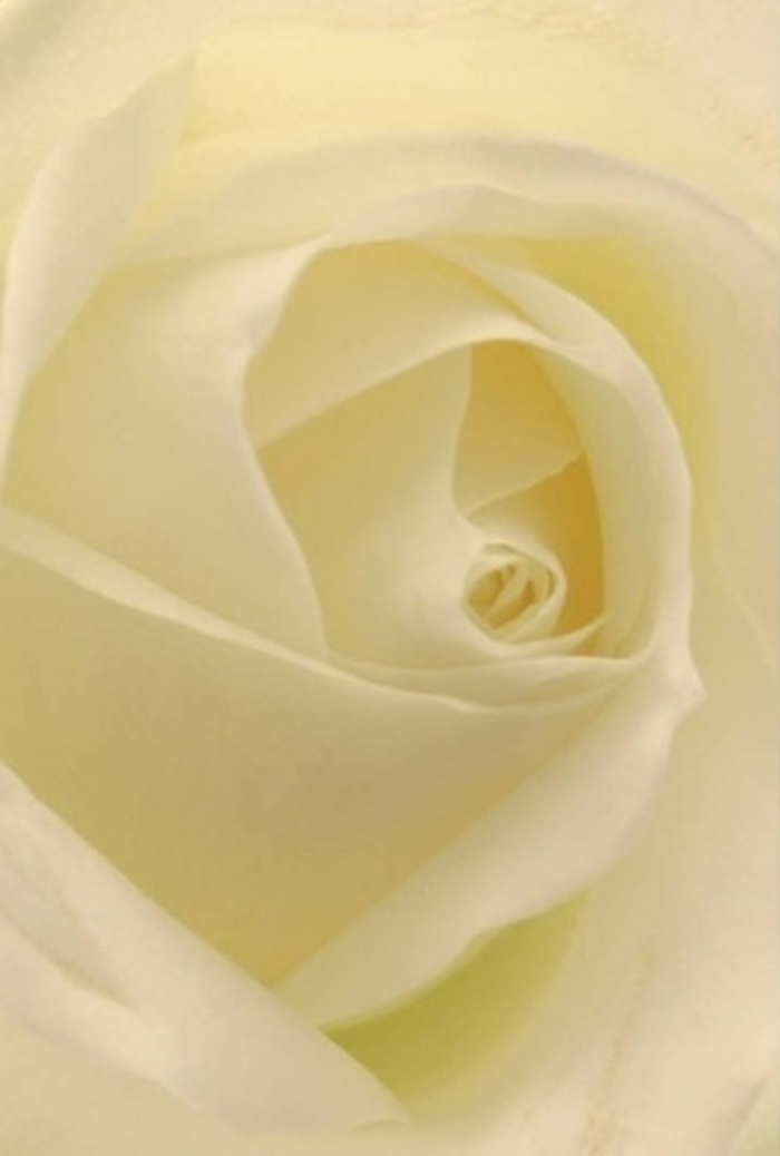 Up close to this classic white rose, one is enveloped by an aura of pure tranquility and understated sophistication-a signature flourish found in the finest Esher designs. The interplay between creamy whites and soft, luminous layers creates an image of serenity that calls to mind the gentle light filtering through the grand trees of Claremont Park. Each petal appears feather-soft and is meticulously arranged in a spiraled core so near to perfection it suggests both purity and quiet resilience. The shadows sliding through the structured layers add to the rose's depth, reminiscent of peaceful evenings along Esher's residential lanes. For any heartfelt occasion-be it a whispered apology, a romantic milestone, or the centrepiece at an elegant wedding reception at a historic local venue-this rose is an impeccable choice. Its subtle fragrance drifts through the air, clean and serene, evoking the calm atmosphere of the community's favourite green spaces. The expert hands that gathered this bloom understand the profound art of floral balance, each arrangement carefully crafted for those in Esher seeking a timeless, elegant gesture to honour any memorable event or deep emotion.